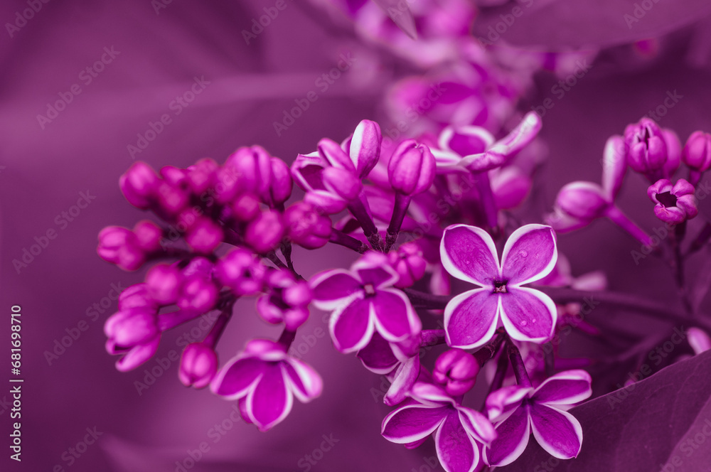 Syringa vulgaris. Common lilac. Purple lilac flower. Selective focus.