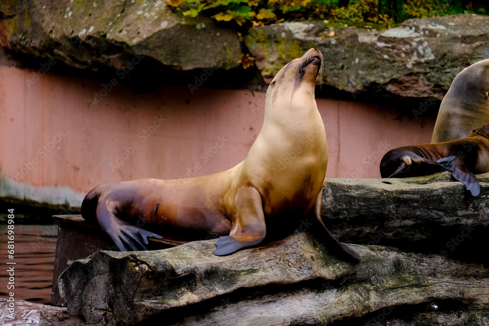 Fototapeta premium Jumping sea lions in a show at Nuremberg Zoo, taken in Germany on a sunny day. 
