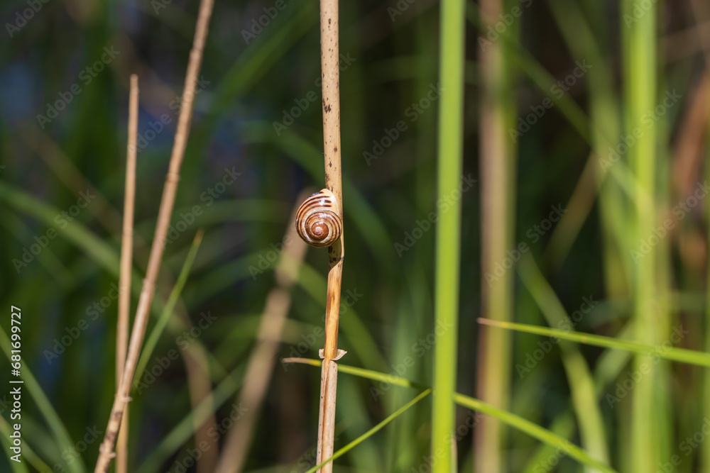 Snail shell stuck on a tree trunk Snail shell stuck on a tree trunk