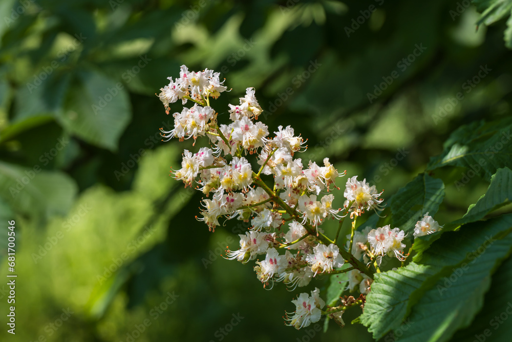White flowers and green leaves of a chestnut tree. White flowers and green leaves of a chestnut tree.