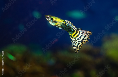 The guppy aquarium fish swims. The guppy aquarium fish swims. Latin name Poecilia reticulata.