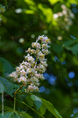 White flowers and green leaves of a chestnut tree.