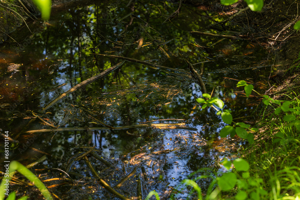 A body of water in a swamp from which reeds grow. A body of water in a swamp from which reeds grow.