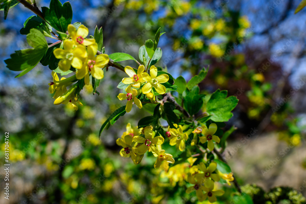 Branch with yellow flowers of Ribes aureum, known as golden currant, clove currant, pruterberry or buffalo currant, in a garden in a sunny spring day