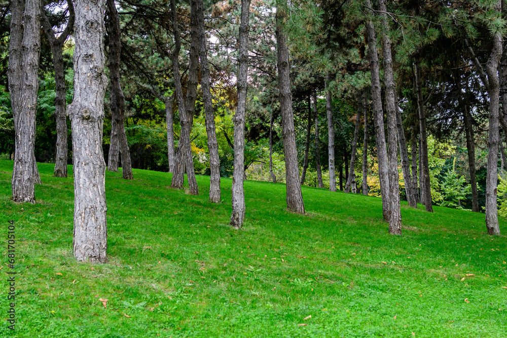 Fototapeta premium Many large pine trees trunks and vivid green grass in a garden during a sunny autumn day, beautiful outdoor background photographed with soft focus.