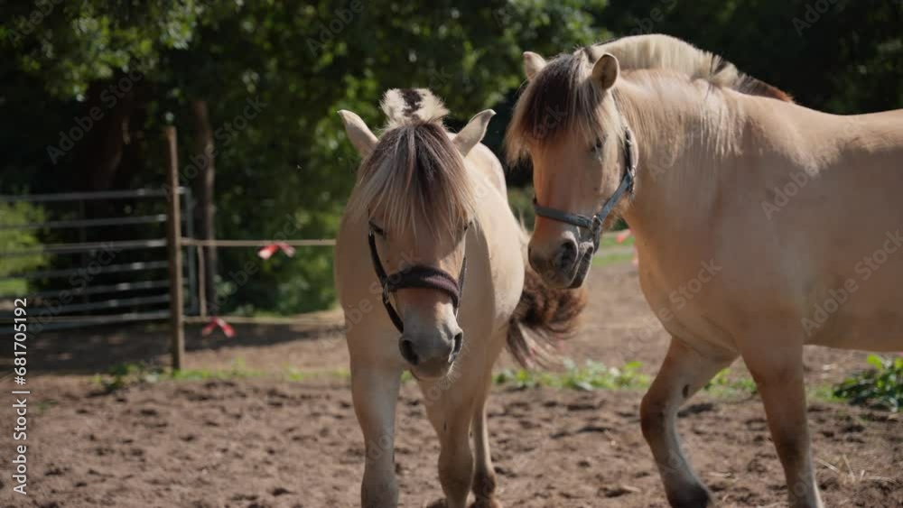 Horses Shaking Heads While Walking On A Farm Horses Shaking Heads While Walking On A Farm
