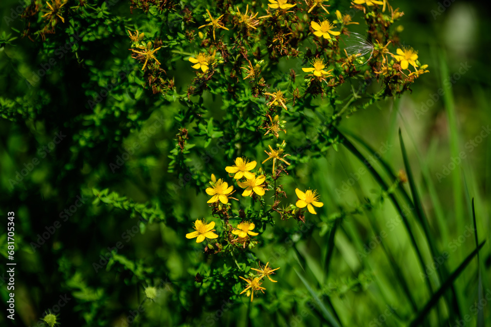Many delicate yellow flowers of Hypericum perforatum plant, commonly known as.perforate or common St John's wort, in a garden in a sunny spring day Many delicate yellow flowers of Hypericum perforatum plant, commonly known as.perforate or common St John's wort, in a garden in a sunny spring day