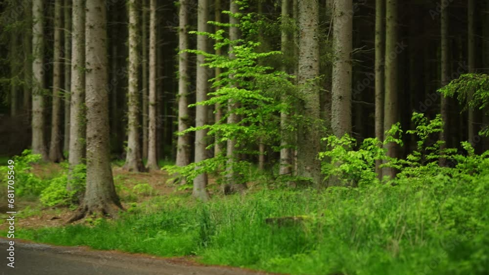 Exploring The Forest By Car In The Daylight Exploring The Forest By Car In The Daylight