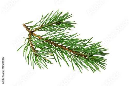 spring pine on a white isolated background