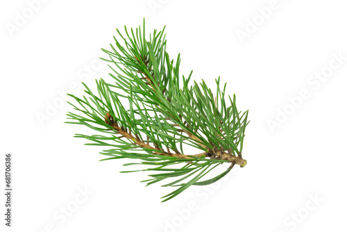 spring pine on a white isolated background