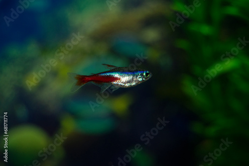 Neon aquarium fish swim. One fish is blue-red-gray. Paracheirodon innesi-Latin name.