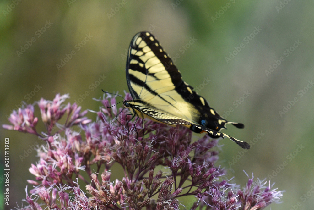 yellow swallowtail butterfly on pink milkweed flower yellow swallowtail butterfly on pink milkweed flower