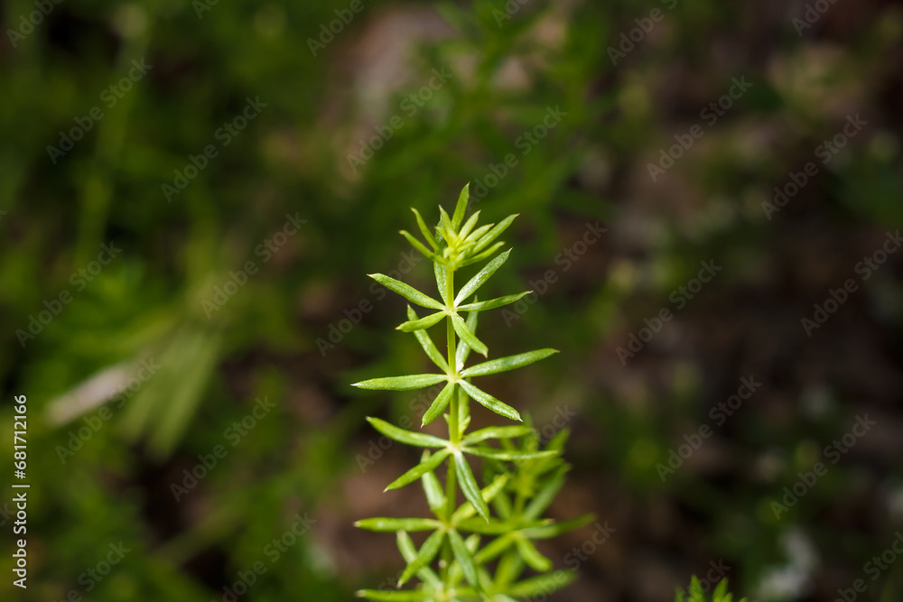 galium verum, ladys yellow bedstraw soft focused macro shot on blurry forest background, wild flora in summer