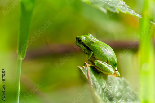 tree frog on a leaf