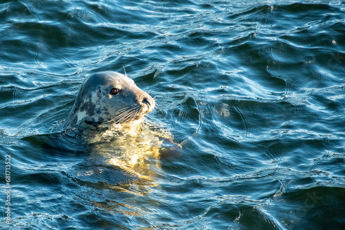 Ullapool seal