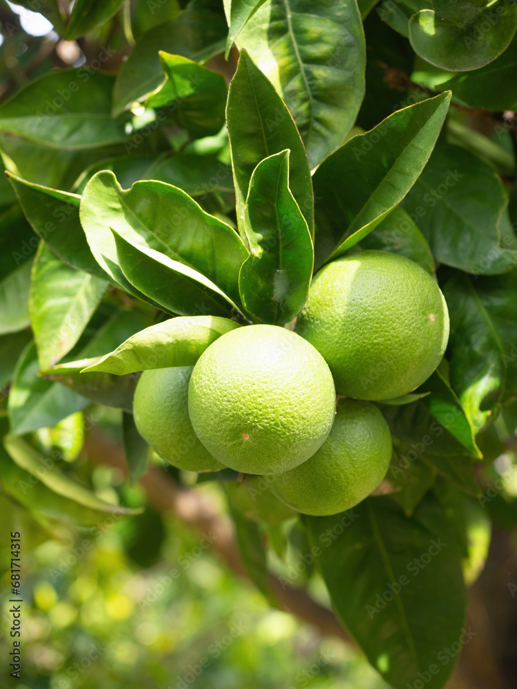 Green ripe lime fruit (Citrus aurantifolia) grow on tree branch. Fresh bunch of natural fruits growing in homemade garden. Close-up. Organic farming, healthy food, BIO viands, back to nature concept.