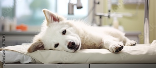 At the white animal hospital, a cute white dog sleeps peacefully as it receives medical care and attention for a canine health condition. The dedicated staff at the domestic clinic is treating its