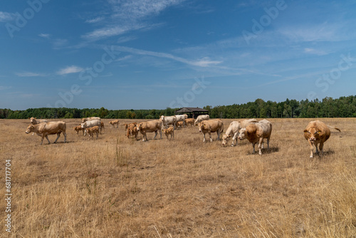 Curious  beige blond cows of Aquitaine on a yellow meadow under a blue sky. Big herd