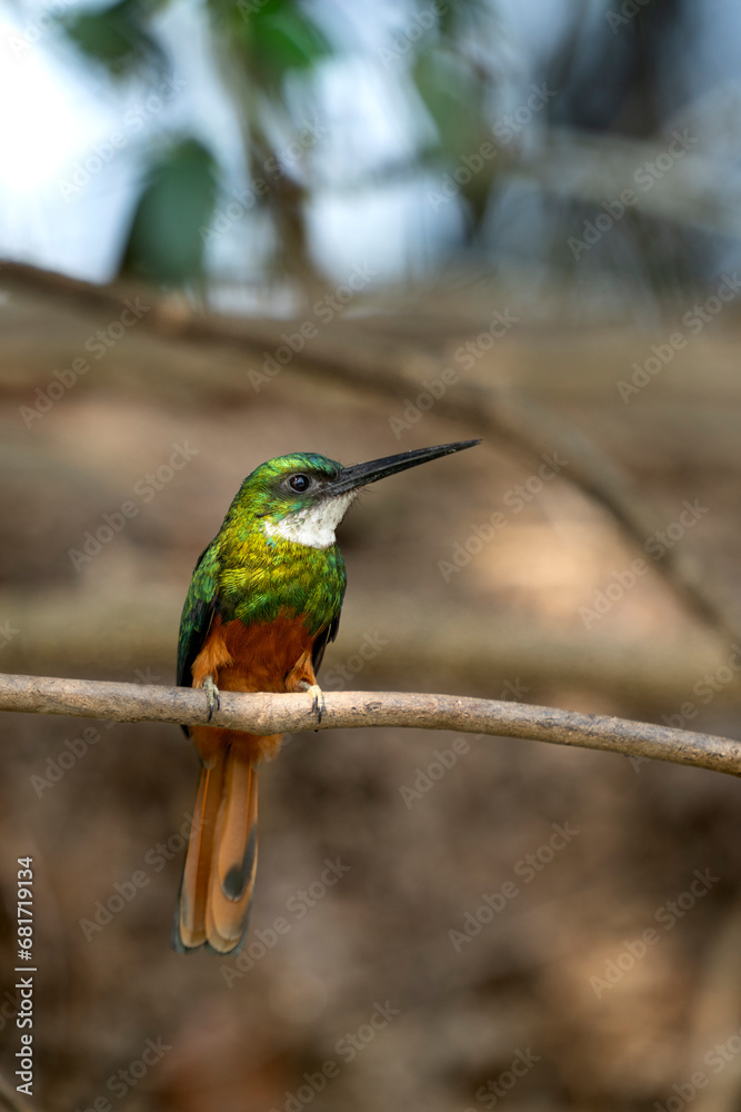 rufous tailed jacamar, male in tropical Pantanal rufous tailed jacamar, male in tropical Pantanal