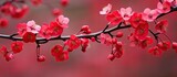 In the enchanting outdoors of Wisconsin, the red crabapple blossoms adorned the branches, adding a vibrant touch of nature to the spring environment.
