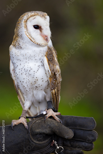 barn owl in front