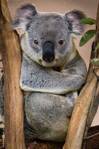 koala in tree