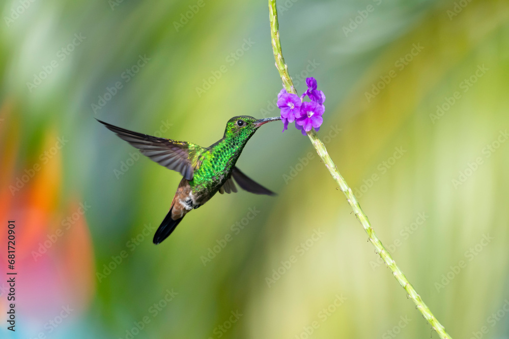 Fototapeta premium Brilliant green hummingbird feeding on a purple flower while flying with wings spread