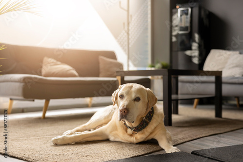 Cute Labrador Retriever resting in living room at home