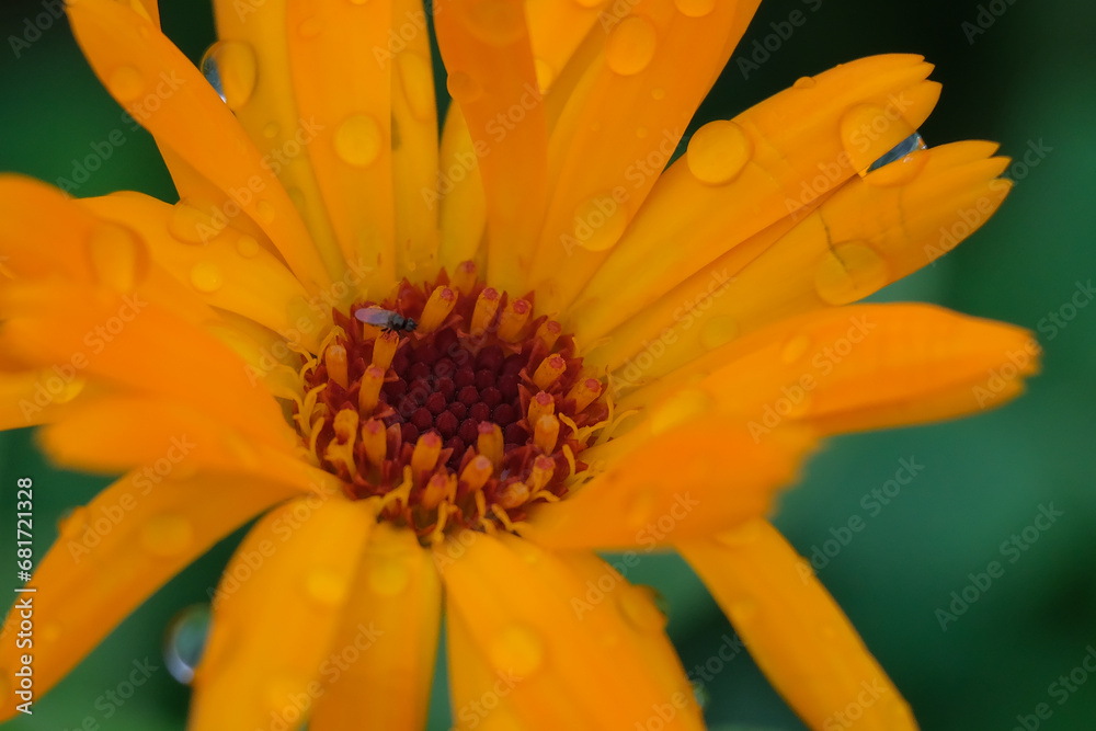 Fields full of beautifully blooming marigolds in summer in Germany, close-up. Fields full of beautifully blooming marigolds in summer in Germany, close-up.
