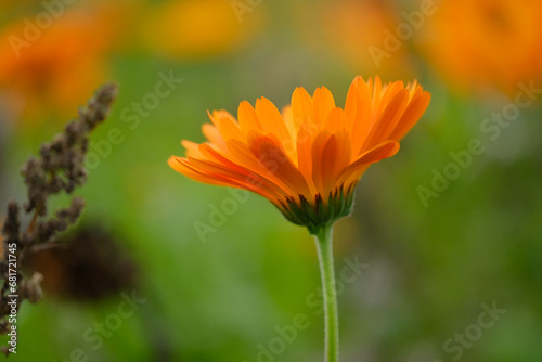 Close-up of a flower in bloom in summer. Colourful  bright and bee-friendly in the gardens and fields of Bavaria.