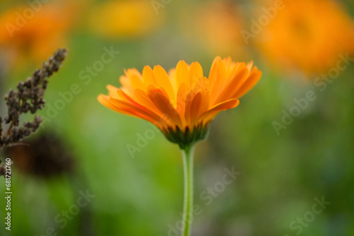 Close-up of a flower in bloom in summer. Colourful  bright and bee-friendly in the gardens and fields of Bavaria.