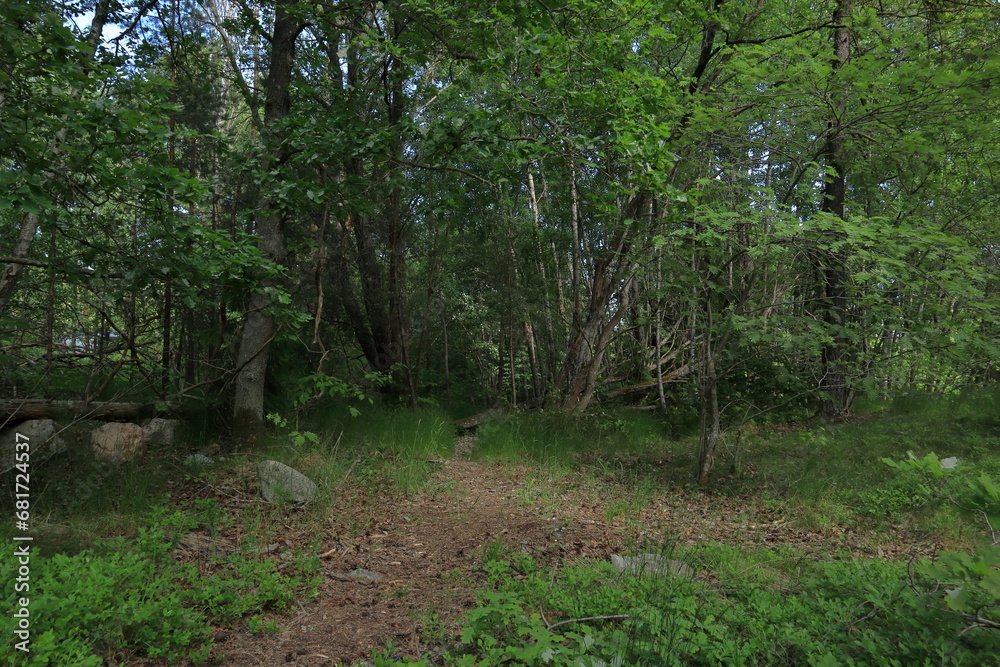 Typical summer forest. Green grass trunks, plenty of pine and fir trees. Typical summer forest. Green grass trunks, plenty of pine and fir trees.