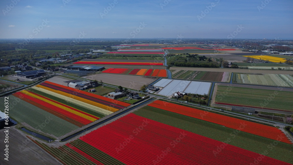 Fototapeta premium Tulips in The Netherlands Tulipany w Holandii