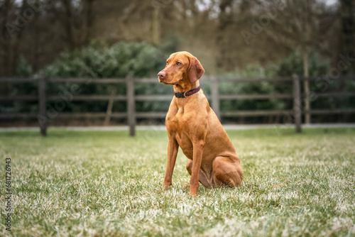 Sprizsla dog - cross between a Vizsla and a Springer Spaniel - sitting looking left