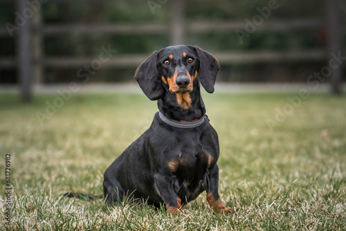 Large Black Dachshund dog looking directly at the camera