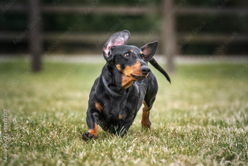 Large Black Dachshund dog on a run looking to the right