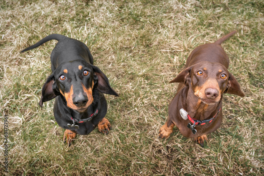 Large Brown Dachshund dog looking up at the camera in a field Large Brown Dachshund dog looking up at the camera in a field
