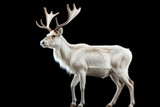 A white reindeer with antlers standing in front of a black background. Suitable for various graphic design projects.