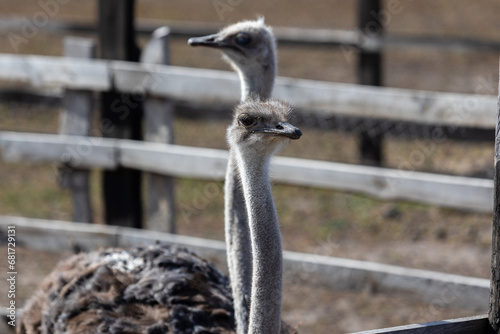 Each ostrich's visage is a study in unique character, with large, soulful eyes that seem to reflect the world around them. Their long, graceful necks complement the angular features of their beaks.