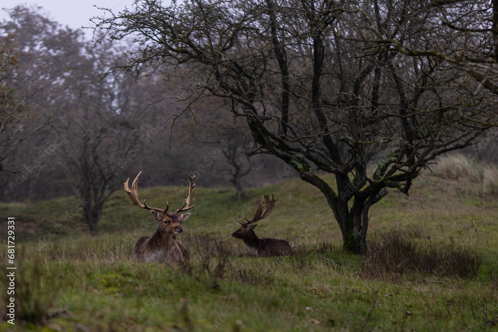 Beautiful deer with big horns walk in the forest, park. Deer eat grass. Beautiful foggy morning. Deer graze on the lawn. National Park with animals, deer. Beautiful deer with big horns walk in the forest, park. Deer eat grass. Beautiful foggy morning. Deer graze on the lawn. National Park with animals, deer.