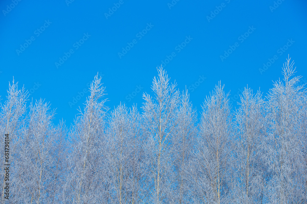 Winter frosty sunny day. The tops of the birches are covered with shimmering frost.