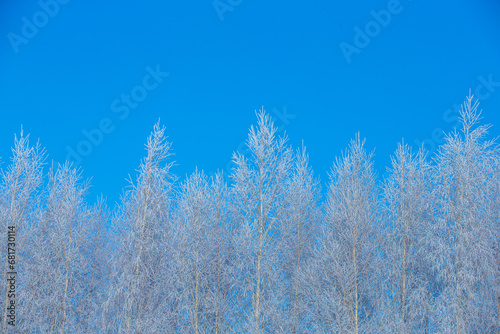 Winter frosty sunny day. The tops of the birches are covered with shimmering frost.