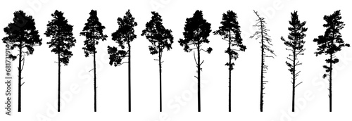 Pine trees silhouette isolated, set. Coniferous forest. Vector illustration. photo