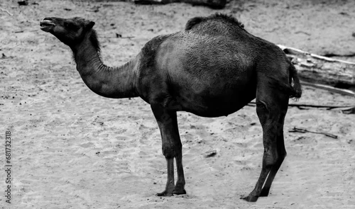 Fototapeta samoprzylepna zoo