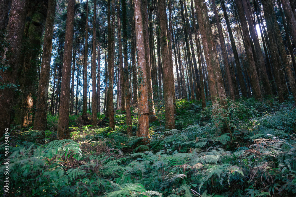 Lush Green Forest with Sunlight Filtering Through. The dense array of ...