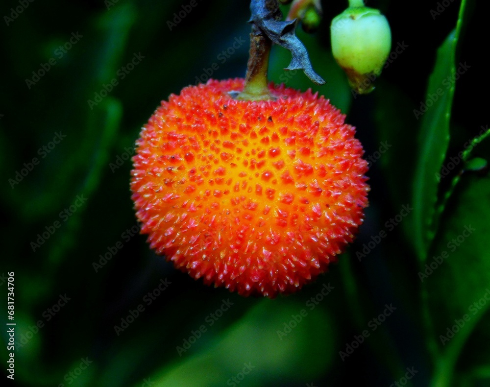 Obraz premium The strawberry tree is a species of shrub belonging to the genus Arbutus in the Ericaceae family.