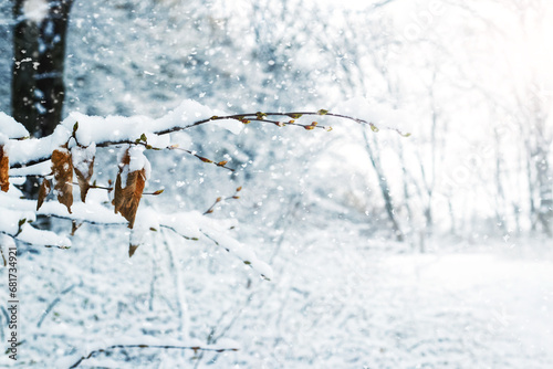 Winter forest with snow covered tree branch on blurred background during snowfall