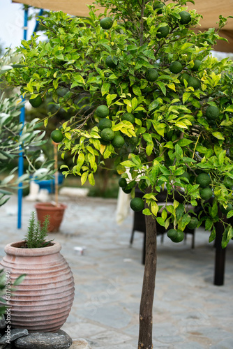 green citrus tree