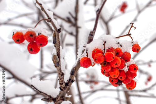 winter rowan branch under a layer of white snow