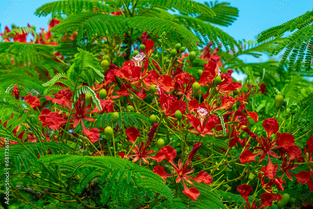 Close up of the red flowers of the tropical tree called Delonix regia or Royal Poinciana in Kauai, Hawaii, United States.
